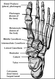 Bones of Foot
