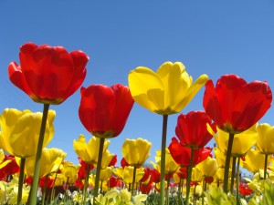 Tulips