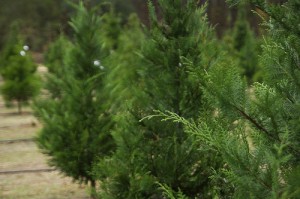 Christmas Tree Farm