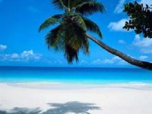 Palm tree-Beach - Flickr Anda