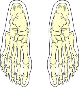Foot bones