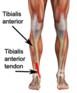 Tibialis anterior muscle