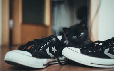 Do Your Eyes Buy Your Shoes? (Part 1)